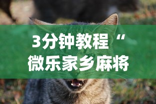 3分钟教程“微乐家乡麻将万能开挂器 代发飞机”(曝光透视必备猫腻)