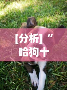 [分析]“哈狗十三道有挂吗”事实上确实有挂