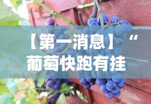 【第一消息】“葡萄快跑有挂吗	”(其实是有挂)
