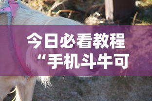 今日必看教程“手机斗牛可以作弊吗”其实确实有挂