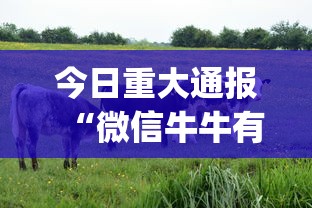 今日重大通报“微信牛牛有什么规律吗”(必备工具)辅助教学